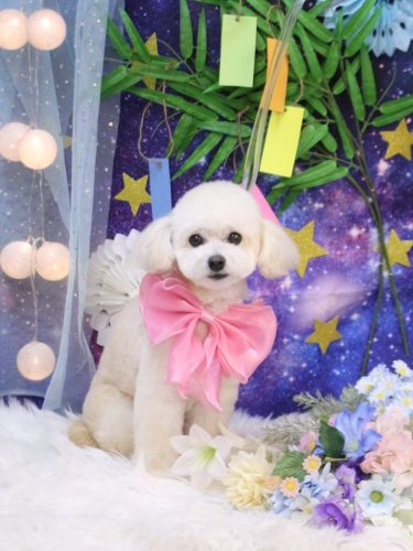 20250710ポコちゃん